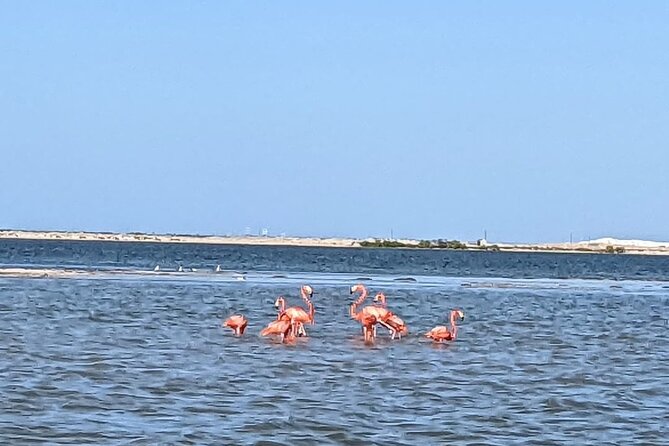 Las Coloradas Tour! Boat Ride, Lunch & Rio Lagartos from Cancun - Wildlife Spotting in the Mangroves: What to Watch For