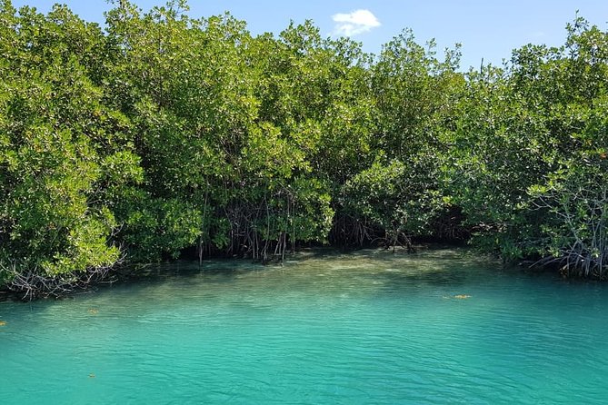 Mangrove and Lagoon Speed Boat Tour - The 2-hour plan at Jungle Tour Barracuda