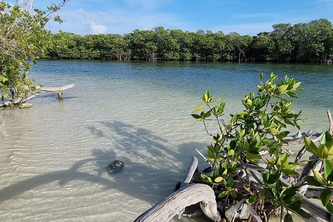 Mangrove and Lagoon Speed Boat Tour - The private beach stop: what to expect, and what to plan for