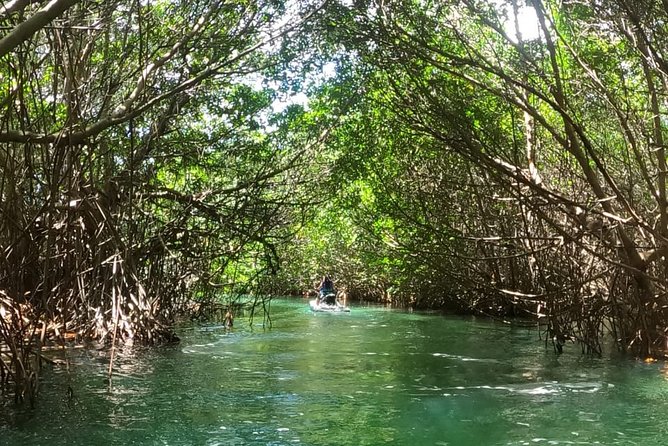 Mangrove and Lagoon Speed Boat Tour - Guide quality and boat condition: what can change day to day