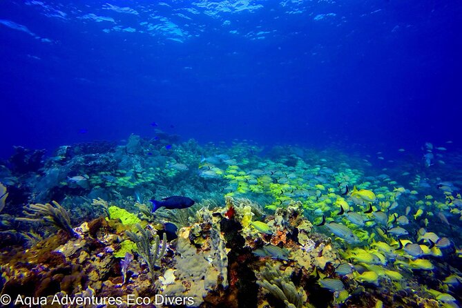 MUSA Museum and Colorful Reef 2 Tank Dive-Certified Divers - How the Two Tank Plan Fits Into a 4.5 Hour Day