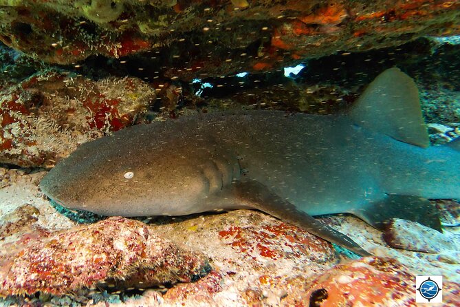 MUSA Museum and Colorful Reef 2 Tank Dive-Certified Divers - Where You Start in Isla Mujeres: Aqua Adventures Eco Divers