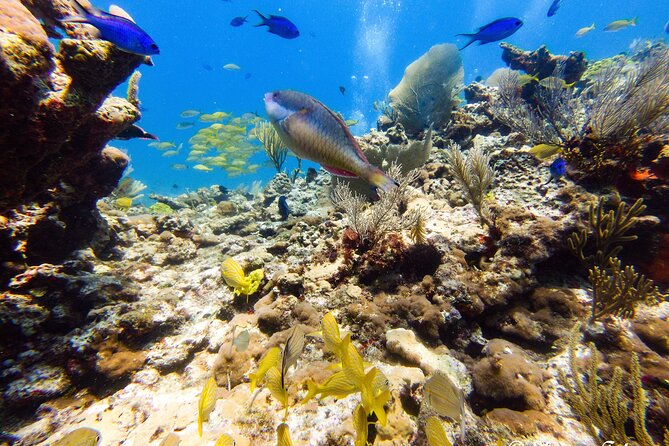 MUSA Museum and Colorful Reef 2 Tank Dive-Certified Divers - Tips to Make Your Day Smoother