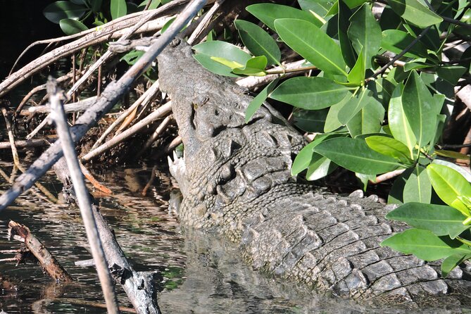 Nichupte Lagoon Wildlife Tour - Meeting at SEMARNAT Blvd Kukulkan: getting settled fast