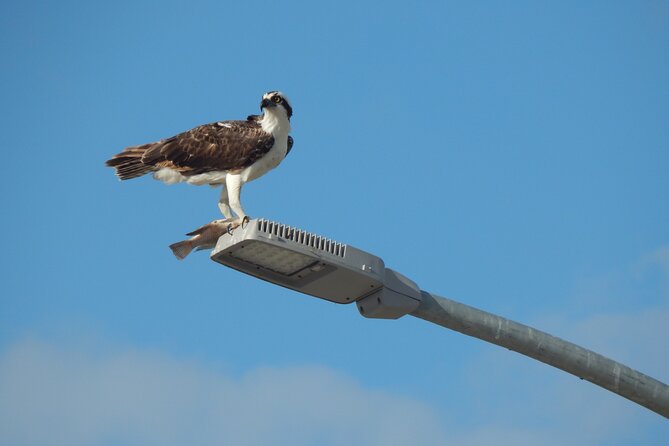 Nichupte Lagoon Wildlife Tour - Who should book this Nichupte Lagoon wildlife tour