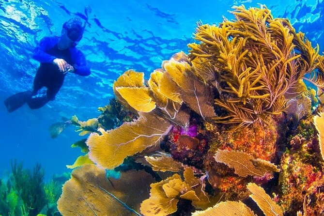Nizuc Reef Snorkel Experience - Cruising South Through Nichupte Lagoon Mangroves