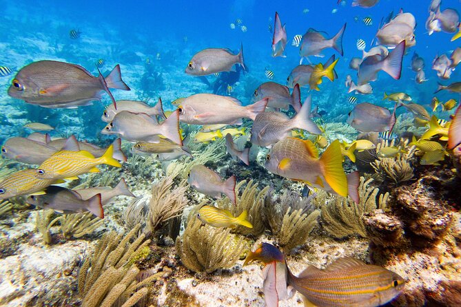 Open Water Certification Course-PADI - Isla Mujeres: Why this place works for Open Water