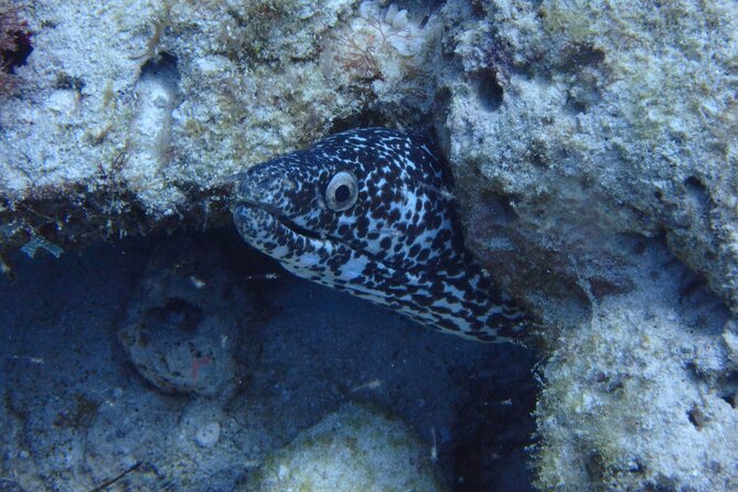 Open Water Certification Course-PADI - Day 3 at 9:00 am: Marine National Park, two tanks, then graduation