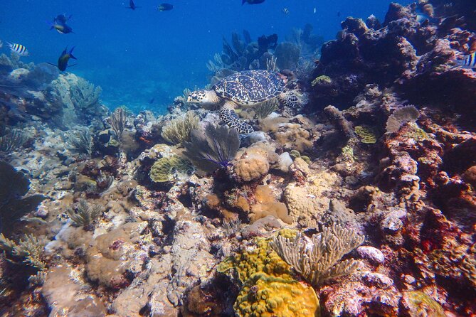 Open Water Certification Course-PADI - Boat trips and marine life expectations: How to think about what you see