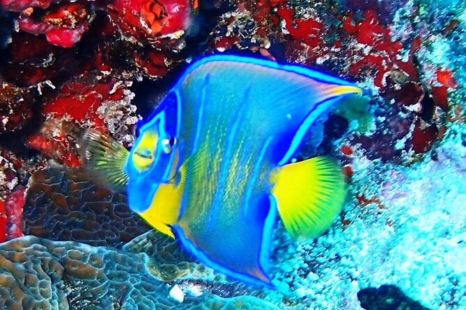 Open Water Certification Course-PADI - Price and value: What $520 buys you, and what you should check