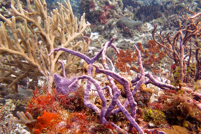 Open Water Diver course PADI in Cancun - Stop 2: Blue Dive area and the four ocean sessions with boat transport