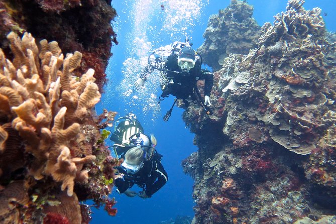 Open Water Diver course PADI in Cancun - Who should book this Open Water Diver course in Cancun