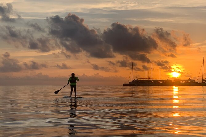 Paddle Board at Sunrise or Sunset in Cancun - Wildlife and Mangroves: What You Might Spot