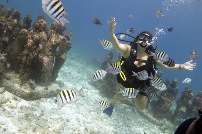 PADI Discover Scuba Diving for divers without certification - Manchones Reef: your second stop for real marine life