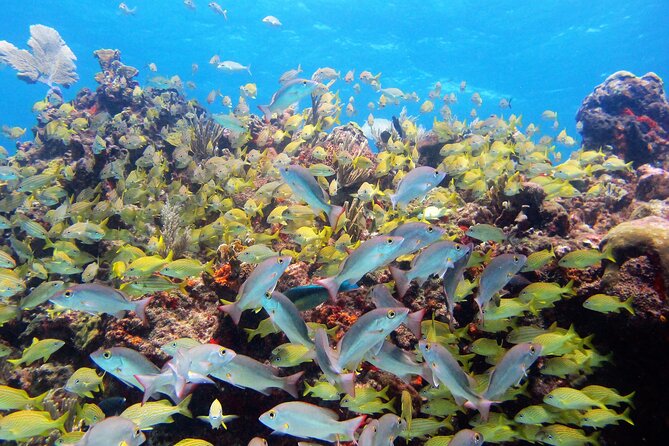 PADI Discover Scuba Diving for divers without certification - Depth, visibility, and temperature: why the conditions matter