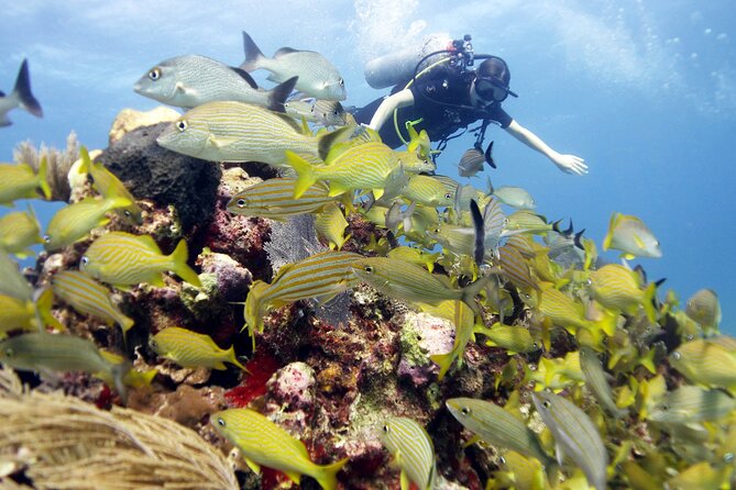 PADI Open Water Diver Course - Meeting Point, Timing, and Group Size: The Practical Stuff That Makes or Breaks It