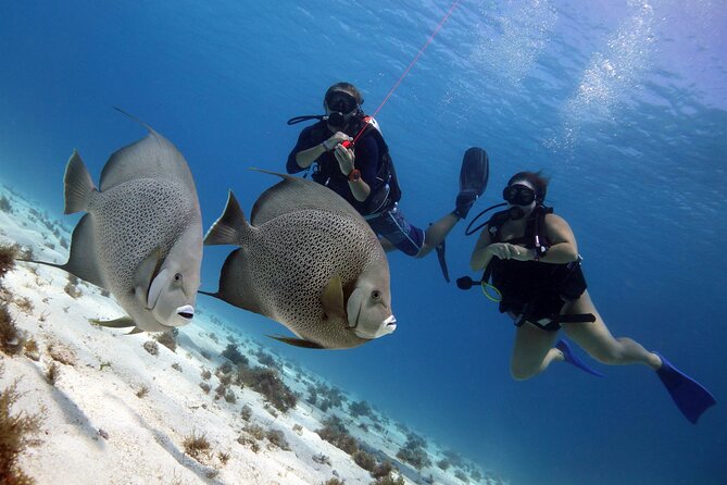 PADI Open Water Diver Course - Beginner-Friendly Training, and What Support Actually Looks Like