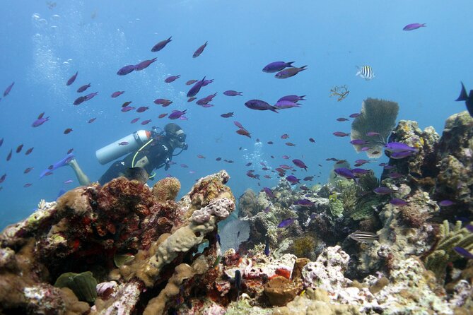 PADI Open Water Diver Course - Tips to Get the Most From Your Two Days