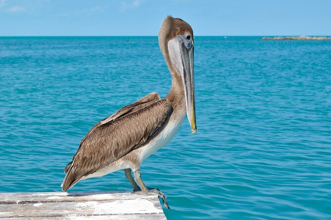 Paradise Islands Tour: Isla Contoy and Isla Mujeres - Snorkeling at the second-largest barrier reef tip (and how to set expectations)
