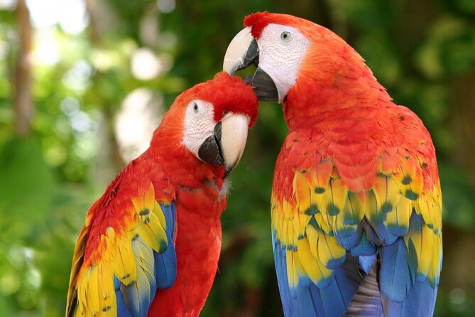Park Xcaret Plus with Transportation from Cancun and Riviera Maya - Key highlights worth your attention