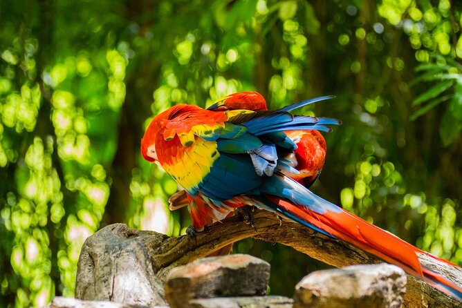 Park Xcaret Plus with Transportation from Cancun and Riviera Maya - Animals, beach areas, and natural seawater pools