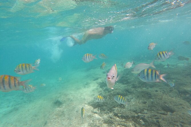 Private MUSA Snorkeling Experience at Isla Mujeres and Cancun - Price and value: what $550 per group really means