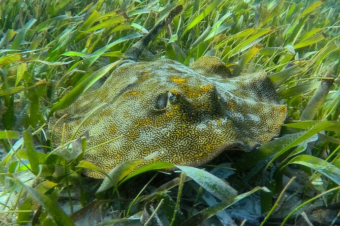 Private (only you) Reef Snorkeling in Puerto Morelos 2x40 minutes - Your Private 3-Hour Flow, From Pickup to the Reef