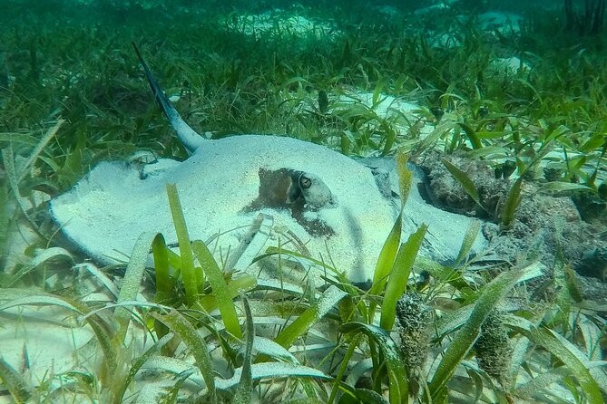 Private (only you) Reef Snorkeling in Puerto Morelos 2x40 minutes - Guides That Keep It Calm, Safe, and Not Overwhelming
