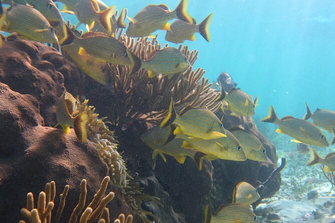 Private (only you) Reef Snorkeling in Puerto Morelos 2x40 minutes - Price and Value: Is $185 Worth It for Private Reef Snorkeling?