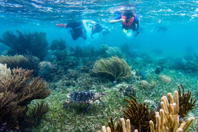 Private (only you) Reef Snorkeling in Puerto Morelos 2x40 minutes - Entering the Puerto Morelos National Marine Park: Two Snorkel Stops