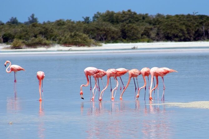 Private Rio Lagartos Flamingo and pink lakes - Key things to know before you go