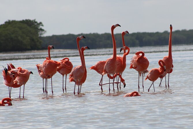 Private Rio Lagartos Flamingo and pink lakes - Pink lakes and flamingos, with smart expectations
