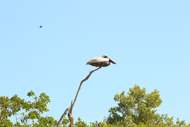 Private Rio Lagartos Flamingo and pink lakes - Comfort on the road, plus what to bring for the full day