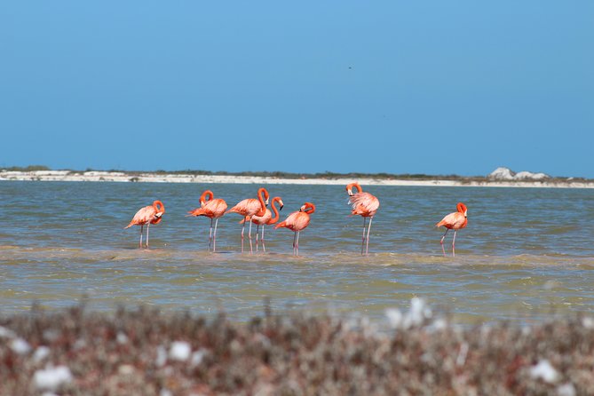 Private Rio Lagartos Flamingo and pink lakes - The Reserva de la Biosfera Ría Lagartos boat ride (4 hours that actually fly by)