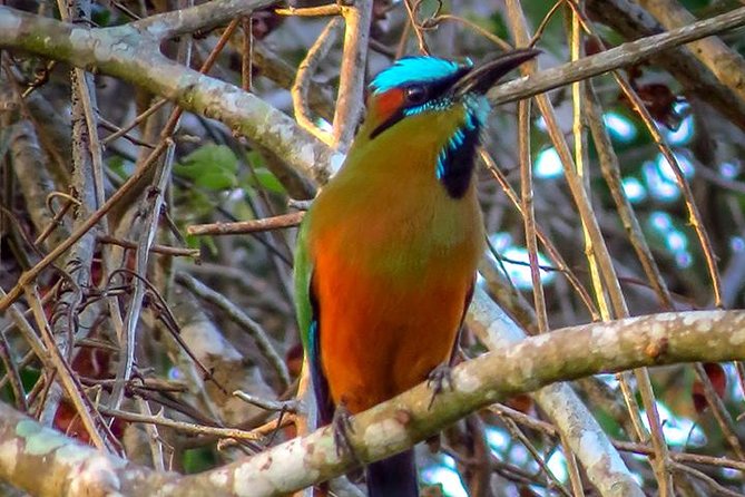 Private Tour: Birdwatching from Cancun - The Ride to Puerto Morelos: How the Guide Sets Your Birding Plan