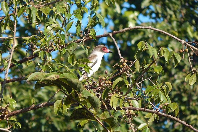 Private Tour: Birdwatching from Cancun - Into the Mayan Jungle: Short Stops That Add Up to Big Species Lists