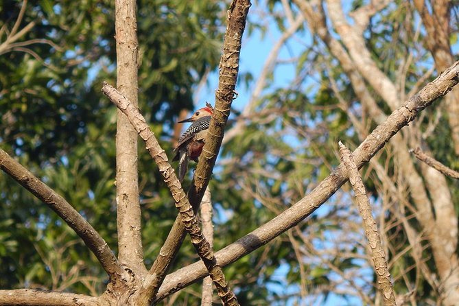 Private Tour: Birdwatching from Cancun - Birds by Sight and Sound: What Makes This Guide Team Different