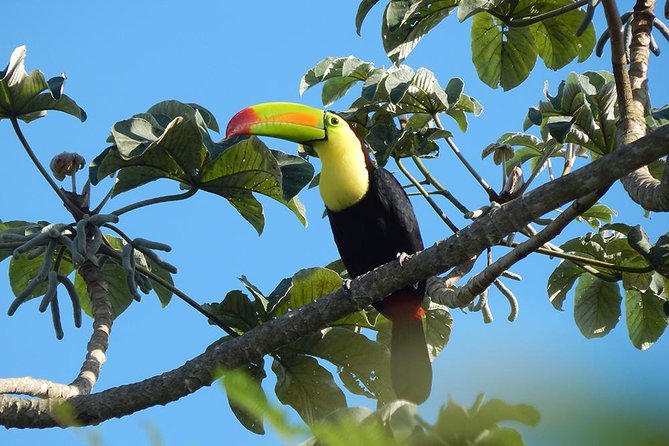 Private Tour: Birdwatching from Cancun - Snack and Break Time: Keeping Energy Up Without Turning It Into a Picnic Tour