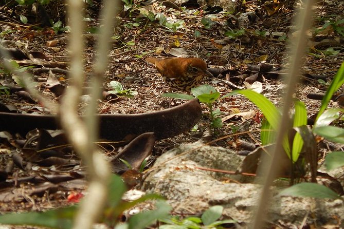Private Tour: Birdwatching from Cancun - Group Size and Privacy: Why This Feels Different Than Big Van Birding
