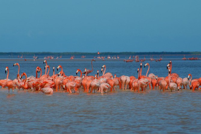 Private Tour: Ek Balam, Pink Flamingos Sanctuary and Tequila Tasting Factory - Ek Balam: plaster tombs, “angels” sculptures, and a climb you will remember