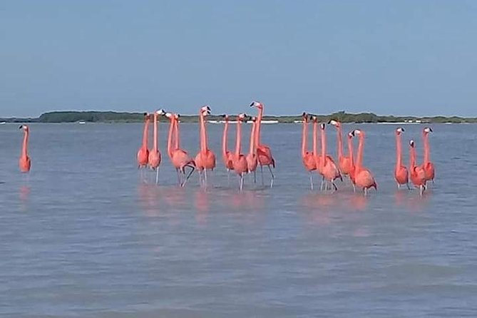 Private Tour: Pink Flamingos, Maya Temples and Ek Balam - The Drive Bits Where You Still Get Mayan Context