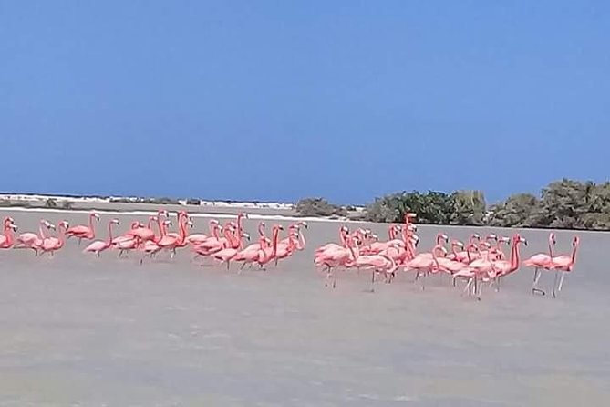 Private Tour: Pink Flamingos, Maya Temples and Ek Balam - Ek Balam: Climb the 40 Meter Temple and Read the Ruins