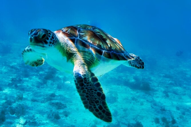 Private Tulum Mayan Ruins & Swimming with Turtles Experience - My Practical Verdict: Should You Book This Tour?