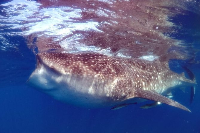 Private Whale shark Ecofriendly tour from Cancun - Private Whale Shark Snorkeling From Cancun, With Biologist Guidance and Real-World Clean Habits