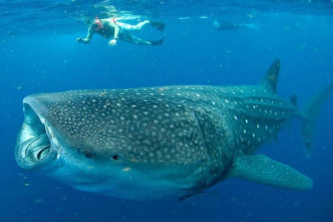 Private Whale shark Ecofriendly tour from Cancun - Searching the Caribbean Sea for Whale Sharks: How the Snorkel Portion Works