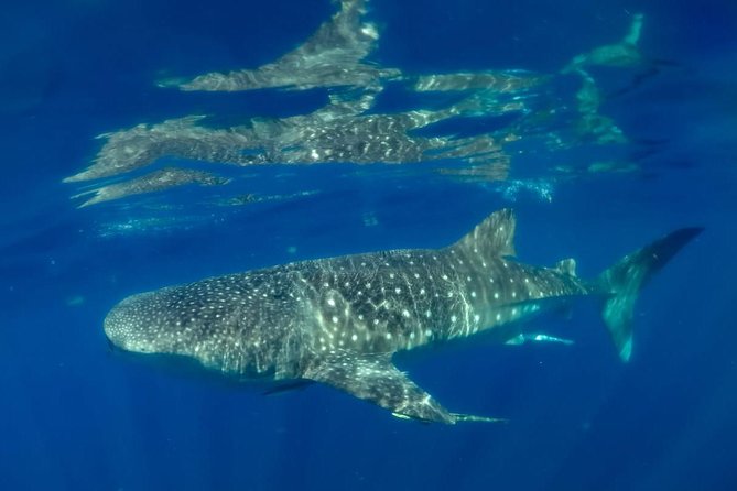 Private Whale shark Ecofriendly tour from Cancun - Lunch Timing Around 11:30 and the Chance for Extra Reef Snorkeling