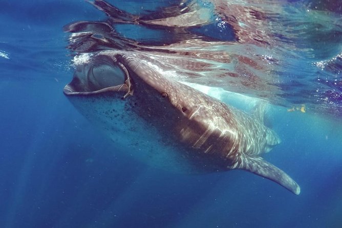 Private Whale shark Ecofriendly tour from Cancun - Gear, Bilingual Biologist Guidance, and the Comforts You Actually Notice
