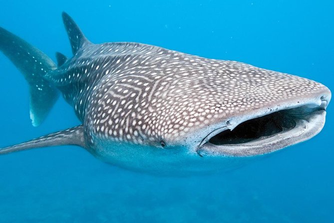 Private Whale shark Ecofriendly tour from Cancun - Price and Value: Is $895 Per Person Fair for a Private Whale Shark Day?