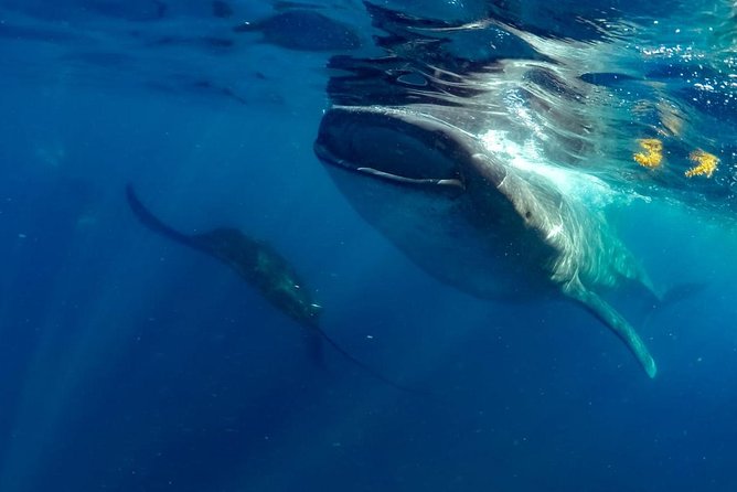 Private Whale shark Ecofriendly tour from Cancun - Weather, Moderate Fitness, and What to Expect When Nature Has the Final Word
