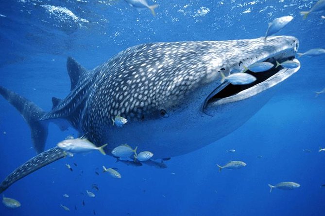 Private Whale shark Ecofriendly tour from Cancun - Marina Hacienda del Mar Briefing: What You Learn Before You Meet the Biggest Fish